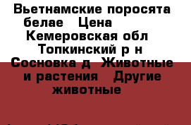 Вьетнамские поросята белае › Цена ­ 3 000 - Кемеровская обл., Топкинский р-н, Сосновка д. Животные и растения » Другие животные   